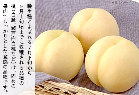 ご家庭用 白桃(晩生種) 5～6玉（約1.5kg）【26年8月上旬以降に順次発送】