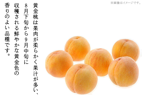 【ご家庭用】おかやまの「黄金桃」約1.3kg（5～6玉）【26年8月下旬以降に順次発送】