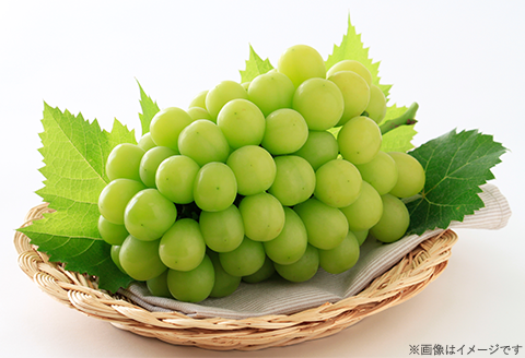 74-18 ぶどう2房（シャイマスカット・ニューピオーネ）計1.2kg以上【2026年9月上旬～10月上旬発送予定】
