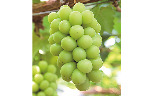 C-31シャインマスカット晴王2房【2026年9月中旬～10月下旬発送予定】（いばら愛菜館）