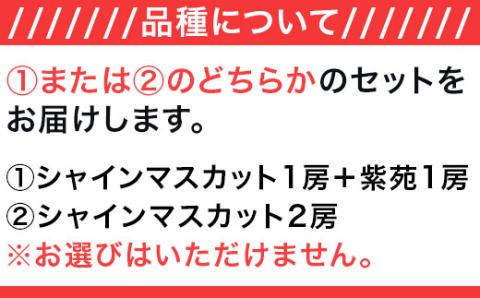 岡山県産冬ぶどう2房【2026年11月以降発送】（いばら愛菜館）