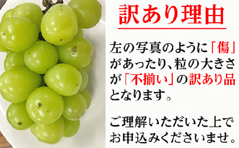 【訳あり】シャインマスカット晴王1房【2026年9月中旬～10月下旬発送予定】（いばら愛菜館）