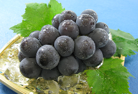 74-11 ニューピオーネ1房（600g以上）【2026年8月下旬～9月下旬頃発送予定】