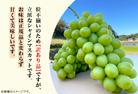 【訳あり】シャインマスカット 2房（1.8kg以上）【2025年10月中旬～11月上旬発送予定】（星のさと・ぶどう工房）