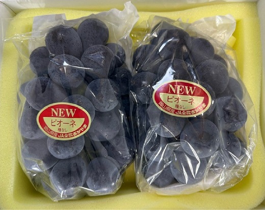 ニューピオーネ 2房(1房480g以上)【2026年8月下旬～10月上旬発送予定】