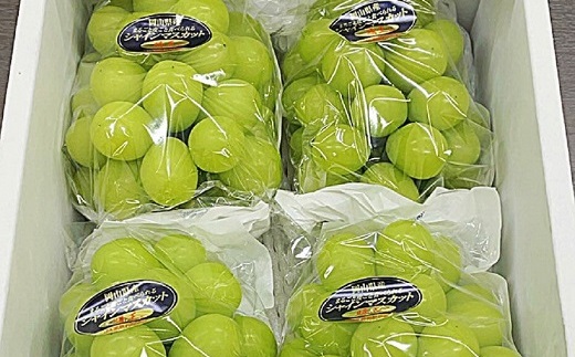 シャインマスカット「晴王」4房 (1房480g以上)【2026年8月下旬～10月下旬発送予定】