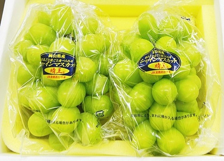 シャインマスカット「晴王」2房 (1房600g以上) 化粧箱入り【2026年8月下旬～10月下旬発送予定】