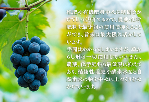 岡山県井原市美星町産 ニューピオーネ 1kg箱（2房入り） ご家庭用【2026年8月下旬～9月下旬発送予定】