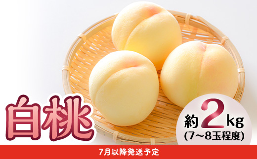 フルーツ 定期便 年3回 2026先行予約 岡山 シャインマスカット 晴王 黒ぶどう 白桃 旬 果物 岡山県産 ブドウ もも くだもの お楽しみ定期便