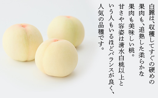 【ご家庭用】岡山白桃 白麗 5～7玉【2026年7月中旬頃から順次発送】