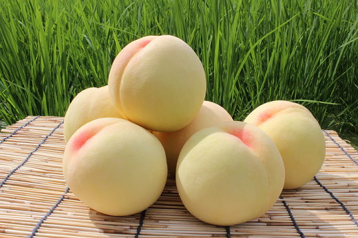 【ご家庭用】おかやまの桃 約1.8kg（7～9玉）【26年7月下旬以降に順次発送】