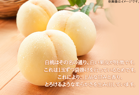 岡山県産 白桃ロイヤル 5玉（1.5kg以上）化粧箱入り【2026年7月上旬～8月中旬発送予定】