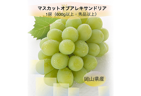 岡山県産 ぶどう定期便 全3回【2026年産】