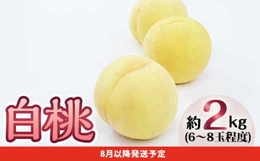 フルーツ 定期便 年2回 2026年 先行予約 岡山 晴王 シャインマスカット 白桃 晩生種 旬 果物 岡山県産 ぶどう もも 定期便