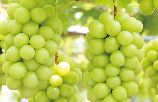 シャインマスカット晴王2房 1.2kg以上（1房600g以上）