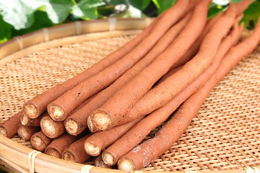 A-06芳井・明治ごぼう【2025年11月～発送予定】