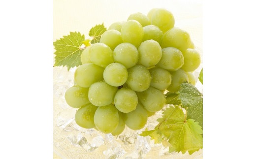 マスカットオブアレキサンドリア 1房(600g以上・秀品以上) 化粧箱入り【2026年7月中旬～8月中旬発送予定】