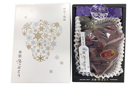 岡山県産冬ぶどう「紫苑」1房（約800g）化粧箱入【2024年11月以降発送】（いばら愛菜館）