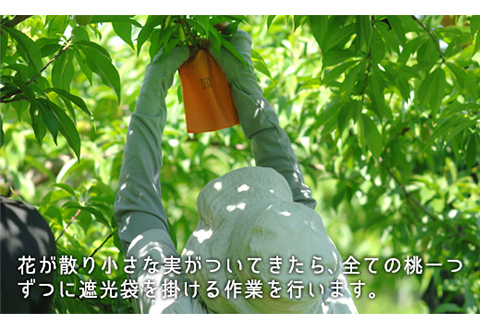 岡山県産「白桃（早生種）」約1.3kg（5～6玉）【26年7月上旬以降に順次発送】