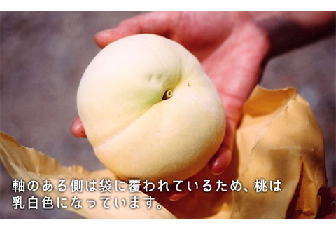 岡山県産「清水白桃」約1.3kg（5～6玉）【26年7月上旬以降に順次発送】