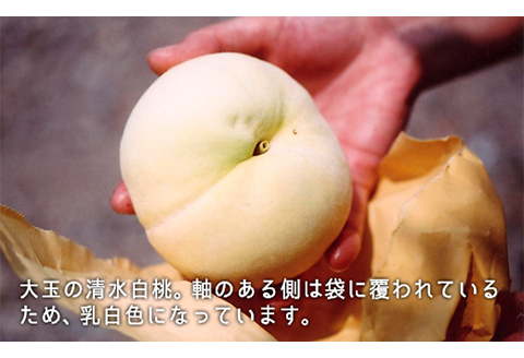 岡山県産「清水白桃」約2.2kg（大玉6～7玉）【26年7月上旬以降に順次発送】