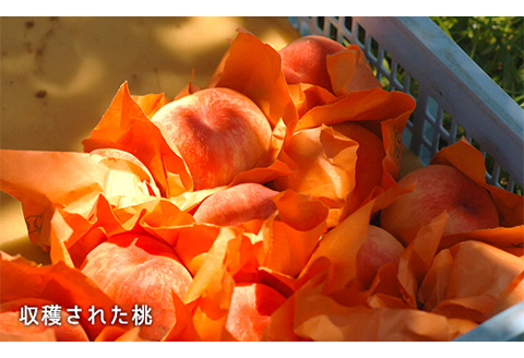 岡山県産「白桃（晩生種）」約1.3kg（5～6玉）【26年8月上旬以降の出荷分】