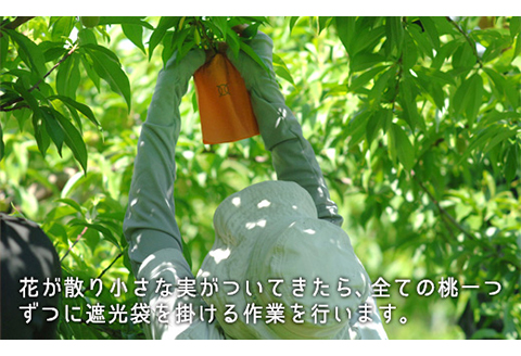 岡山県産「白桃（晩生種）」約2.2kg（大玉6～7玉）【26年8月上旬以降の出荷分】