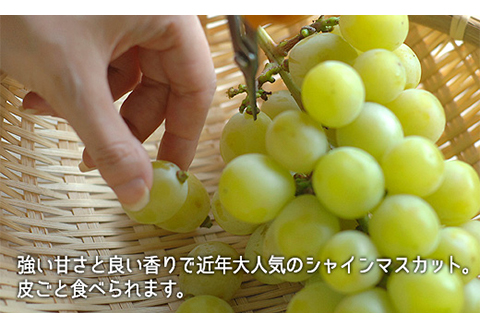岡山県産「シャインマスカット・ニューピオーネ」詰合せ 約1.0kg【26年8月下旬以降の出荷分】