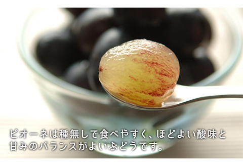 岡山県産「白桃・ニューピオーネ」詰合せ 約1.0kg【26年8月下旬以降の出荷分】