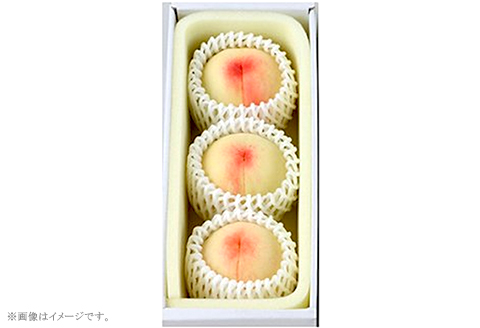 岡山の白桃（晩生種） 大玉3玉（約900g）【26年7月下旬以降に順次発送】