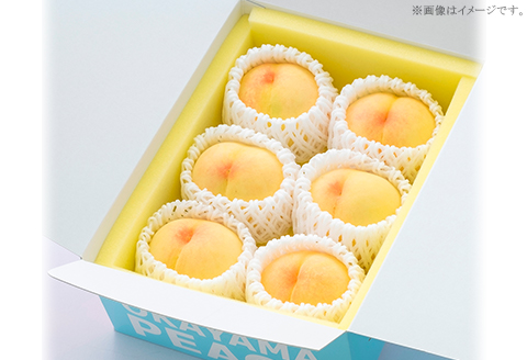 ご家庭用 白桃(晩生種) 5～6玉（約1.5kg）【26年8月上旬以降に順次発送】
