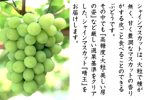 74-17 「晴王」2房（1.4kg以上）【2026年9月上旬～10月上旬発送予定】