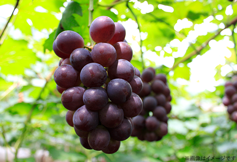 74-18 ぶどう2房（シャイマスカット・ニューピオーネ）計1.2kg以上【2026年9月上旬～10月上旬発送予定】