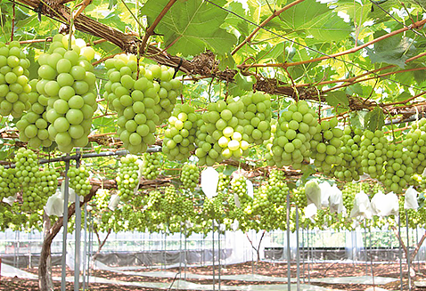 C-31シャインマスカット晴王2房【2026年9月中旬～10月下旬発送予定】（いばら愛菜館）