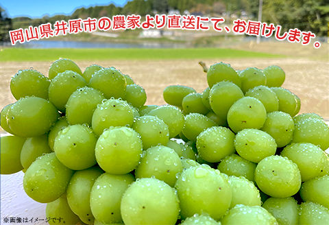 【訳あり】シャインマスカット 2房（1.5kg以上）【2026年10月中旬～11月上旬発送予定】（星のさと・ぶどう工房）