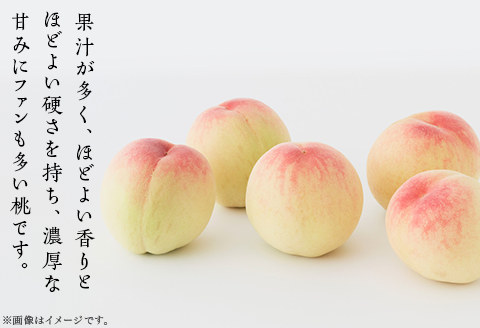 【ご家庭用】岡山の桃 日川白鳳 5～7玉【2026年6月下旬頃から順次発送】