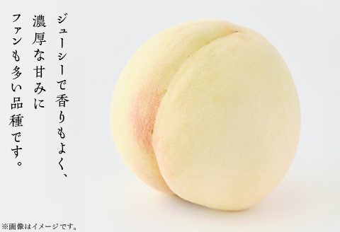 【ご家庭用】岡山白桃 白鳳 5～7玉【2026年7月上旬頃から順次発送】