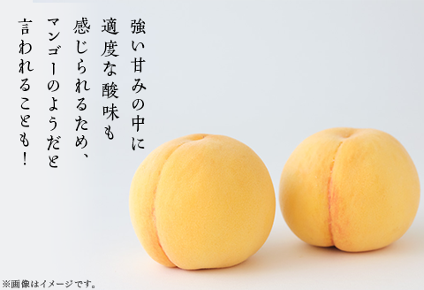【ご家庭用】岡山県産 黄金桃 5～7玉【2026年8月下旬頃から順次発送】