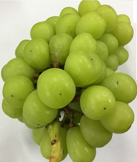 【訳あり】シャインマスカット晴王1房【2026年9月中旬～10月下旬発送予定】（いばら愛菜館）