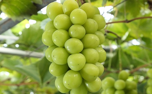 シャインマスカット「晴王」2房 (1房600g以上) 化粧箱入り【2026年8月下旬～10月下旬発送予定】