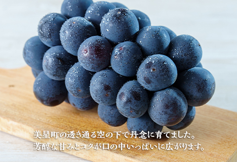 岡山県井原市美星町産 ニューピオーネ「美澪」 １kg箱（2房入り）贈答用【2026年8月下旬～9月中旬発送予定】