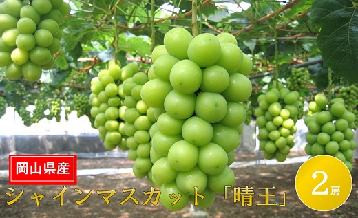 岡山県産 フルーツ定期便 4回コース【2026年産】