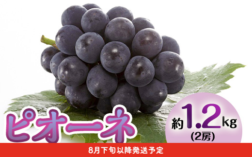 フルーツ 定期便 年3回 2026先行予約 岡山 シャインマスカット 晴王 黒ぶどう 白桃 旬 果物 岡山県産 ブドウ もも くだもの お楽しみ定期便