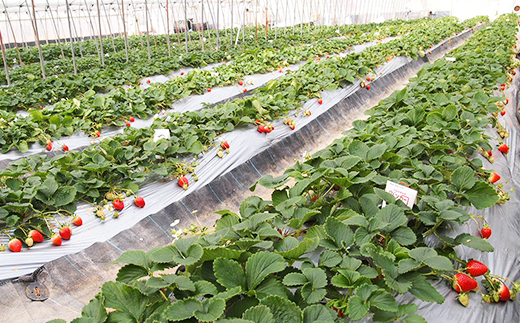 岡山県産いちご「晴苺」秀【2026年2月上旬以降順次発送】