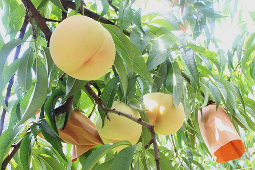 【ご家庭用】おかやまの桃 約1.8kg（7～9玉）【26年7月下旬以降に順次発送】