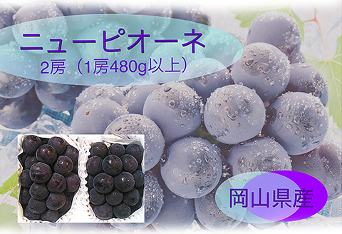 岡山県産 ぶどう定期便 全3回【2026年産】