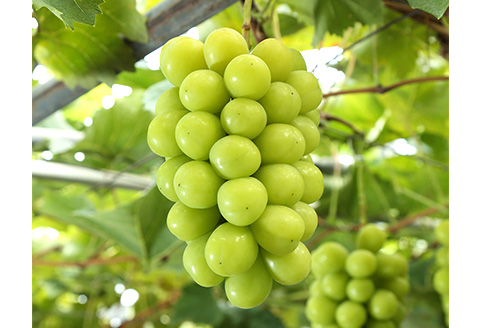 詰合せ 白桃2玉(1玉220g以上)・シャインマスカット「晴王」2房(1房480g以上) 化粧箱入り【2026年7月下旬～8月中旬発送予定】