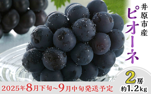 フルーツ 定期便 3回 フルーツ 定期便 先行予約 桃 ぶどう 梨 3回（岡山白桃・ピオーネ・あたご梨）