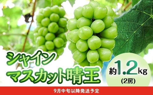 フルーツ 定期便 年2回 2026年 先行予約 岡山 晴王 シャインマスカット 白桃 晩生種 旬 果物 岡山県産 ぶどう もも 定期便