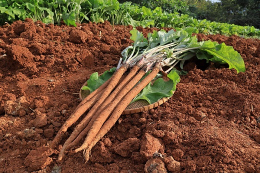 A-06芳井・明治ごぼう【2025年11月～発送予定】